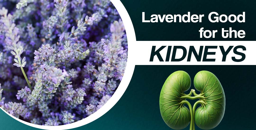 Is Lavender Tea Generally Considered Safe for Healthy Kidneys? Is Lavender Tea Generally Considered Safe for Healthy Kidneys?